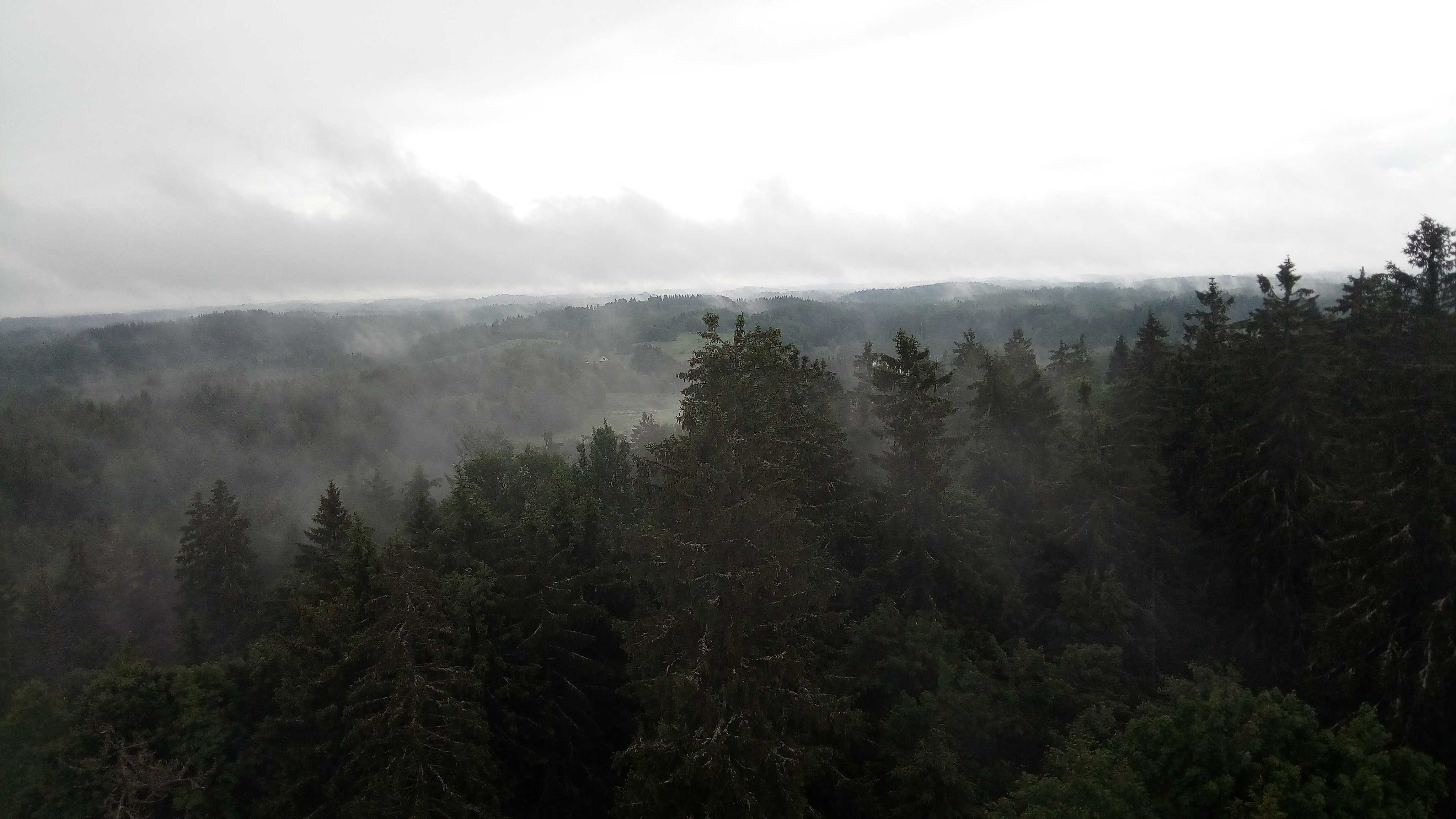 Aerial view of a misty forest with evergreen treetops and rolling hills in the background, green and gray tones, calm and atmospheric
